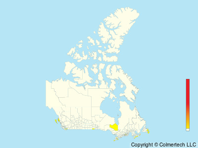 Curlew Sandpiper (Calidris ferruginea) - Canada