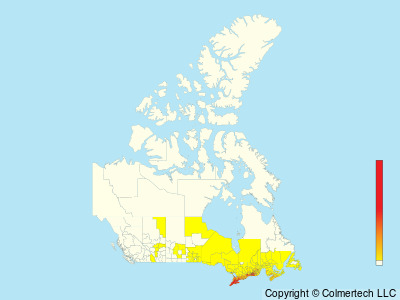 Northern Cardinal (Cardinalis cardinalis) - Canada