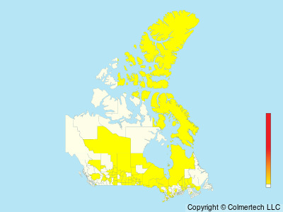 Yellow Rail (Coturnicops noveboracensis) - Canada