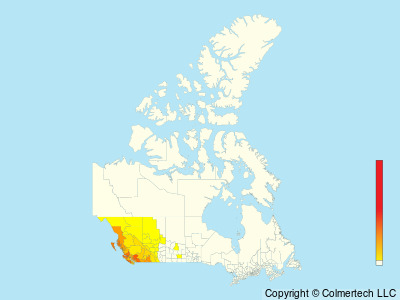 Steller's Jay (Cyanocitta stelleri) - Canada