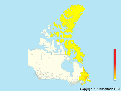 Atlantic Puffin (Fratercula arctica) - Canada