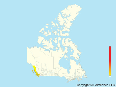 Black Oystercatcher (Haematopus bachmani) - Canada
