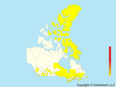 Little Gull (Hydrocoloeus minutus) - Canada