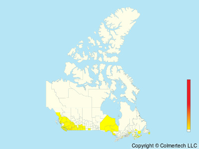 Bullock's Oriole (Icterus bullockii) - Canada