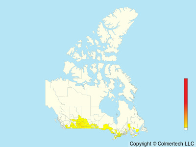 Loggerhead Shrike (Lanius ludovicianus) - Canada