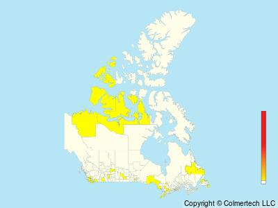 Slaty-backed Gull (Larus schistisagus) - Canada