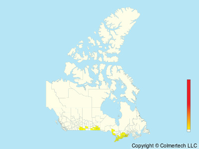 Eastern Screech-Owl (Megascops asio) - Canada