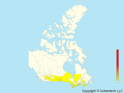 Red-headed Woodpecker (Melanerpes erythrocephalus) - Canada