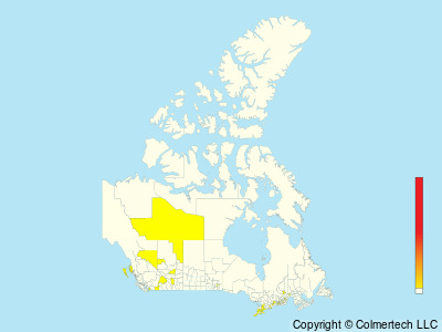 Budgerigar (Melopsittacus undulatus) - Canada