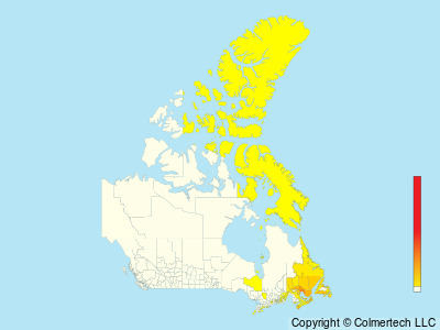 Northern Gannet (Morus bassanus) - Canada