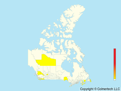 Ash-throated Flycatcher (Myiarchus cinerascens) - Canada