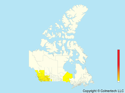 Clark's Nutcracker (Nucifraga columbiana) - Canada