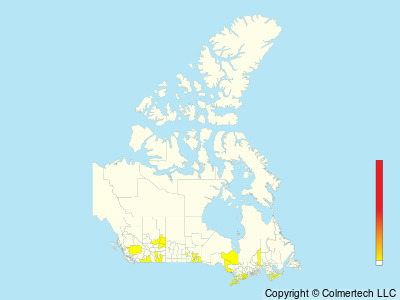 Helmeted Guineafowl (Numida meleagris) - Canada