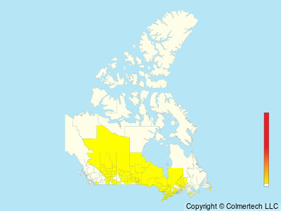 Connecticut Warbler (Oporornis agilis) - Canada