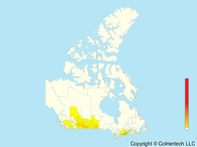 Gray Partridge (Perdix perdix) - Canada