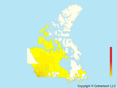 Western Tanager (Piranga ludoviciana) - Canada