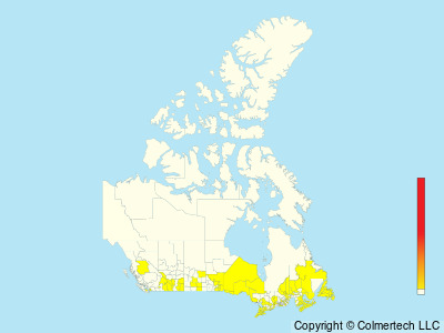 Summer Tanager (Piranga rubra) - Canada