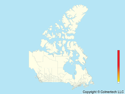 Great Kiskadee (Pitangus sulphuratus) - Canada