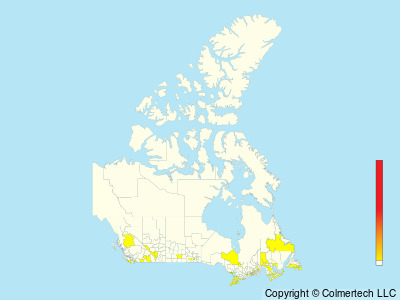 Prothonotary Warbler (Protonotaria citrea) - Canada