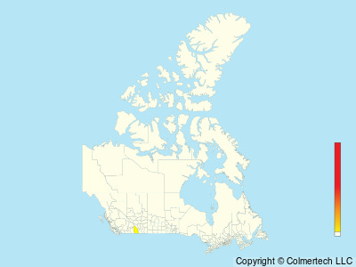 Green-cheeked Parakeet (Pyrrhura molinae) - Canada