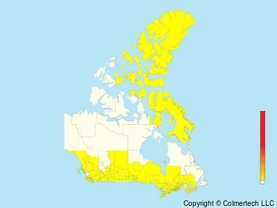 Virginia Rail (Rallus limicola) - Canada