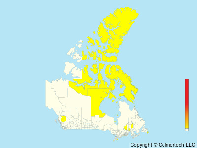Ross's Gull (Rhodostethia rosea) - Canada