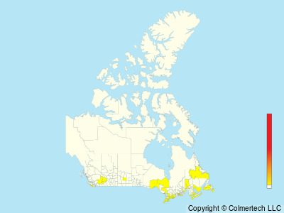 Prairie Warbler (Setophaga discolor) - Canada