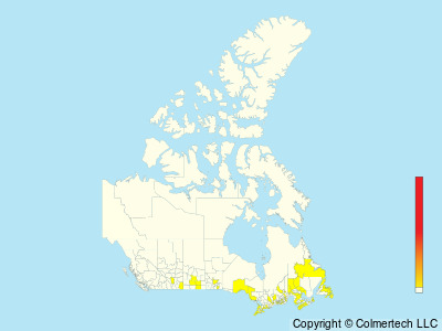 Yellow-throated Warbler (Setophaga dominica) - Canada