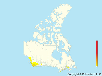 Black-throated Gray Warbler (Setophaga nigrescens) - Canada