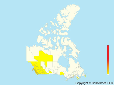 Townsend's Warbler (Setophaga townsendi) - Canada