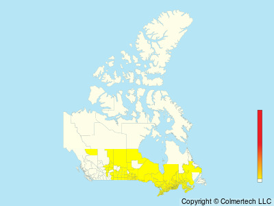 Eastern Bluebird (Sialia sialis) - Canada