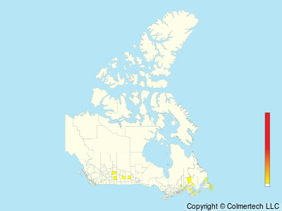 Garganey (Spatula querquedula) - Canada