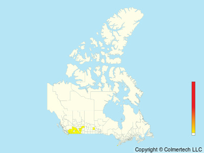 Lesser Goldfinch (Spinus psaltria) - Canada