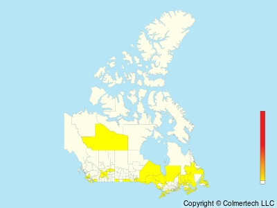Dickcissel (Spiza americana) - Canada