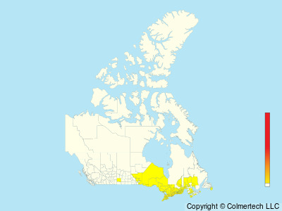 Eastern Meadowlark (Sturnella magna) - Canada