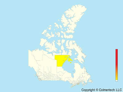 Ruddy Shelduck (Tadorna ferruginea) - Canada