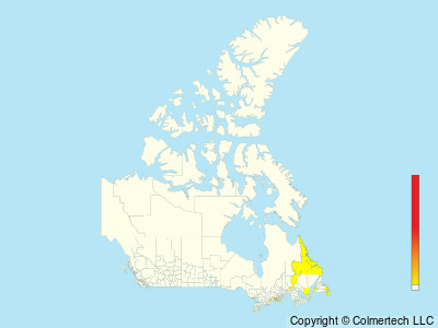 Common Shelduck (Tadorna tadorna) - Canada