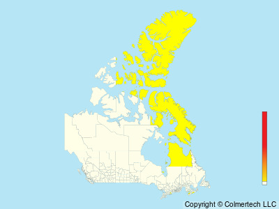 Atlantic Yellow-nosed Albatross (Thalassarche chlororhynchos) - Canada