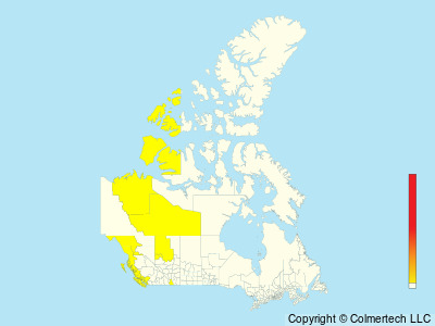 Wandering Tattler (Tringa incana) - Canada