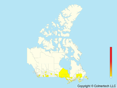 Scissor-tailed Flycatcher (Tyrannus forficatus) - Canada