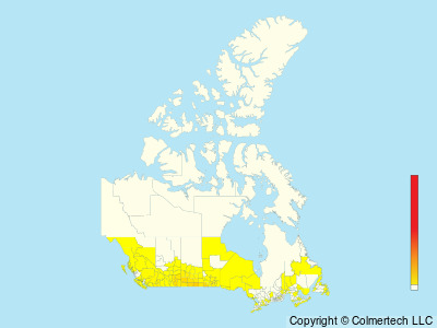 Western Kingbird (Tyrannus verticalis) - Canada