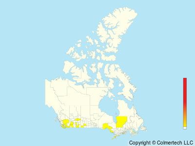 American Barn Owl (Tyto furcata) - Canada