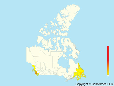 Common Murre (Uria aalge) - Canada