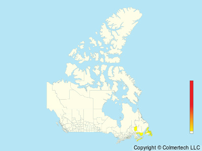 Northern Lapwing (Vanellus vanellus) - Canada