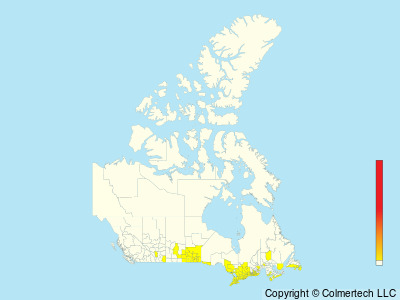 Yellow-throated Vireo (Vireo flavifrons) - Canada
