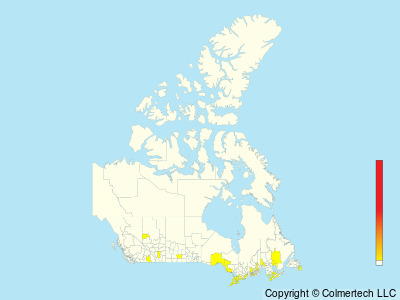 White-eyed Vireo (Vireo griseus) - Canada