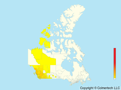 Western Warbling Vireo (Vireo swainsoni) - Canada