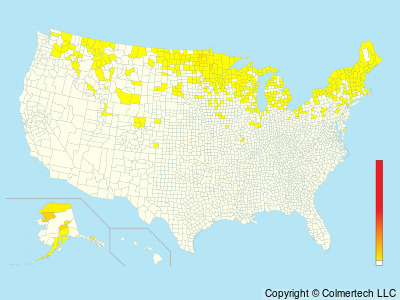 Hoary Redpoll (Acanthis hornemanni) - United States