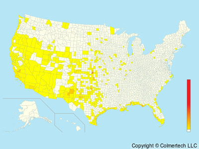 Snowy Plover (Anarhynchus nivosus) - United States