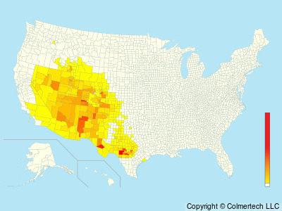 Woodhouse's Scrub-Jay (Aphelocoma woodhouseii) - United States